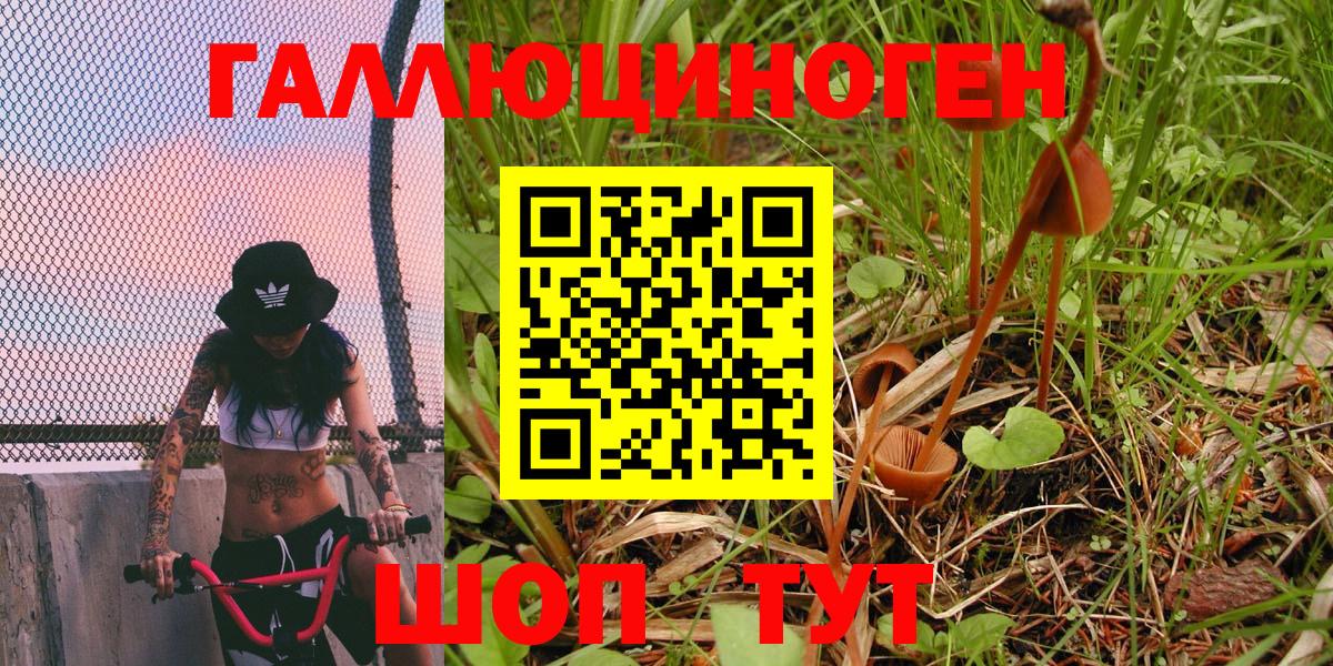 Псилоцибиновые грибы Psilocybe Тверь